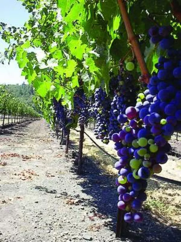 Analiza pe viticultura