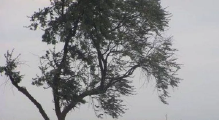 Cod Galben de vant puternic