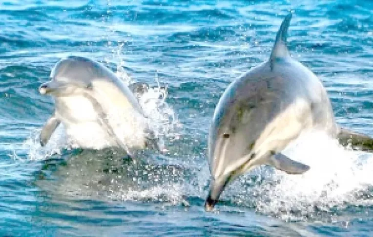 Delfinii din China, mai la indemana