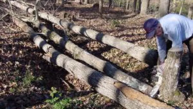 Doljenii nu pot exploata padurea