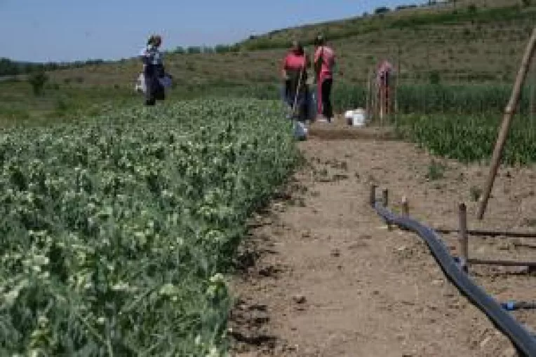 Guvernul "omoara" producatorii de cereale. Doljul asteapta sa fie declarat calamitat