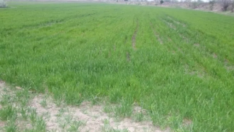 In 2013, agricultura romaneasca ar putea deveni a treia din Europa