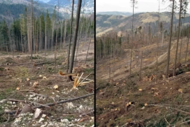 Inundatiile sunt amplificate de taierea copacilor