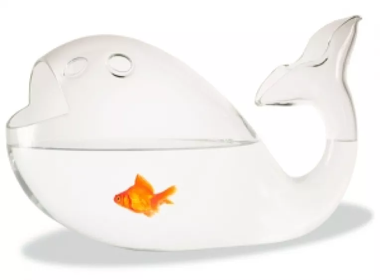 Ministrul Baconschi se da balena in acvariu