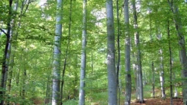 Pentru ca agentii economici nu mai vin la licitatii, criza financiara s-a instalat si in ograda Directiei Silvice