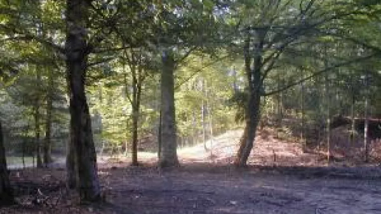 Primarii, neinteresati de soarta padurilor