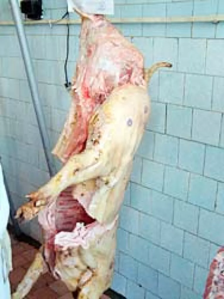 Romania nu mai poate exporta carne de porc pana in 2008