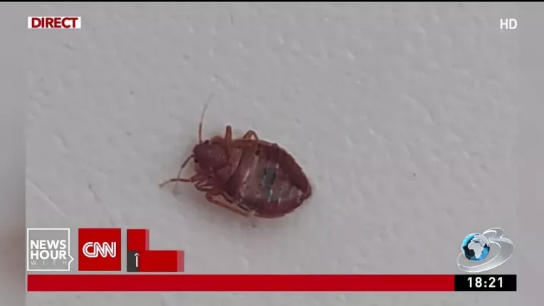 Saltele cu gandaci intr-un spital din Valcea | Copiii internati sunt nevoiti sa doarma printre insecte