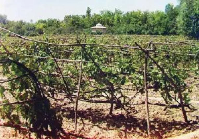 Suntem platiti sa devenim piata de consum