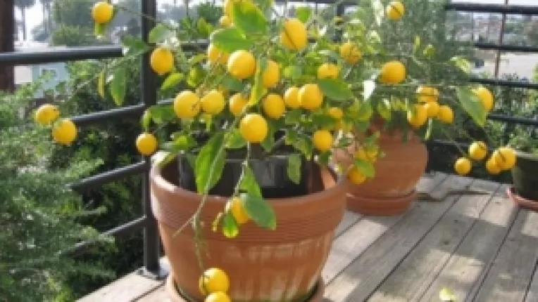 Terapia cu extract de lamaie distruge numai celulele maligne canceroase si nu afecteaza celulele sanatoase 